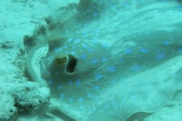 20000828_Erug_Giftun_0025